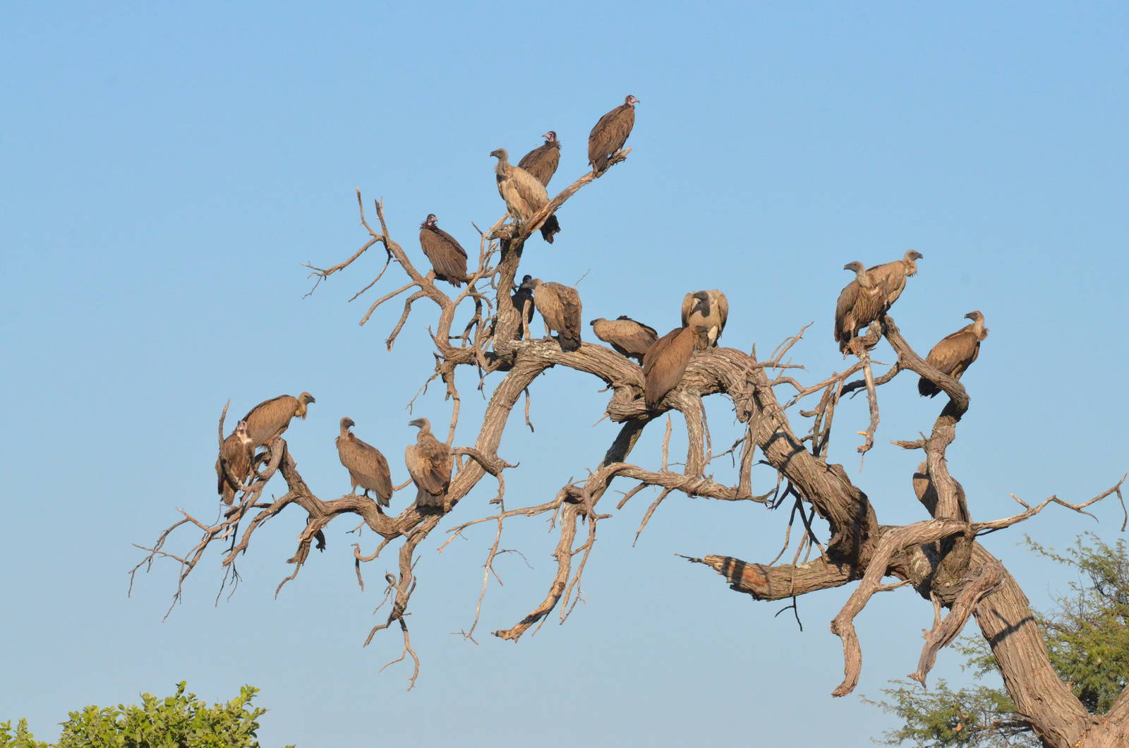 White-backed and Hooded Vultures, Khwai Community Area, Botswana, 26/04/16