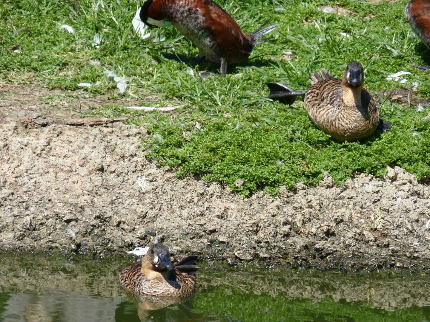 White backed and North american ruddy ducks