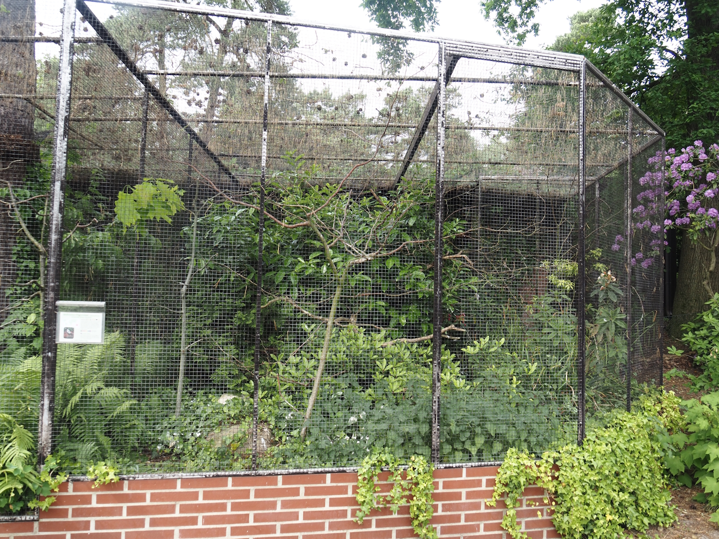 White-backed Australian magpie aviary, 2024-05-21