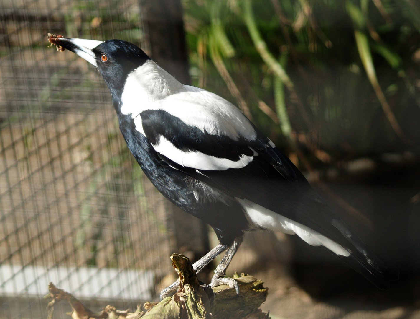 White-backed Australian magpie (Gymnorhina tibicen hypoleuca), 2009-03-22