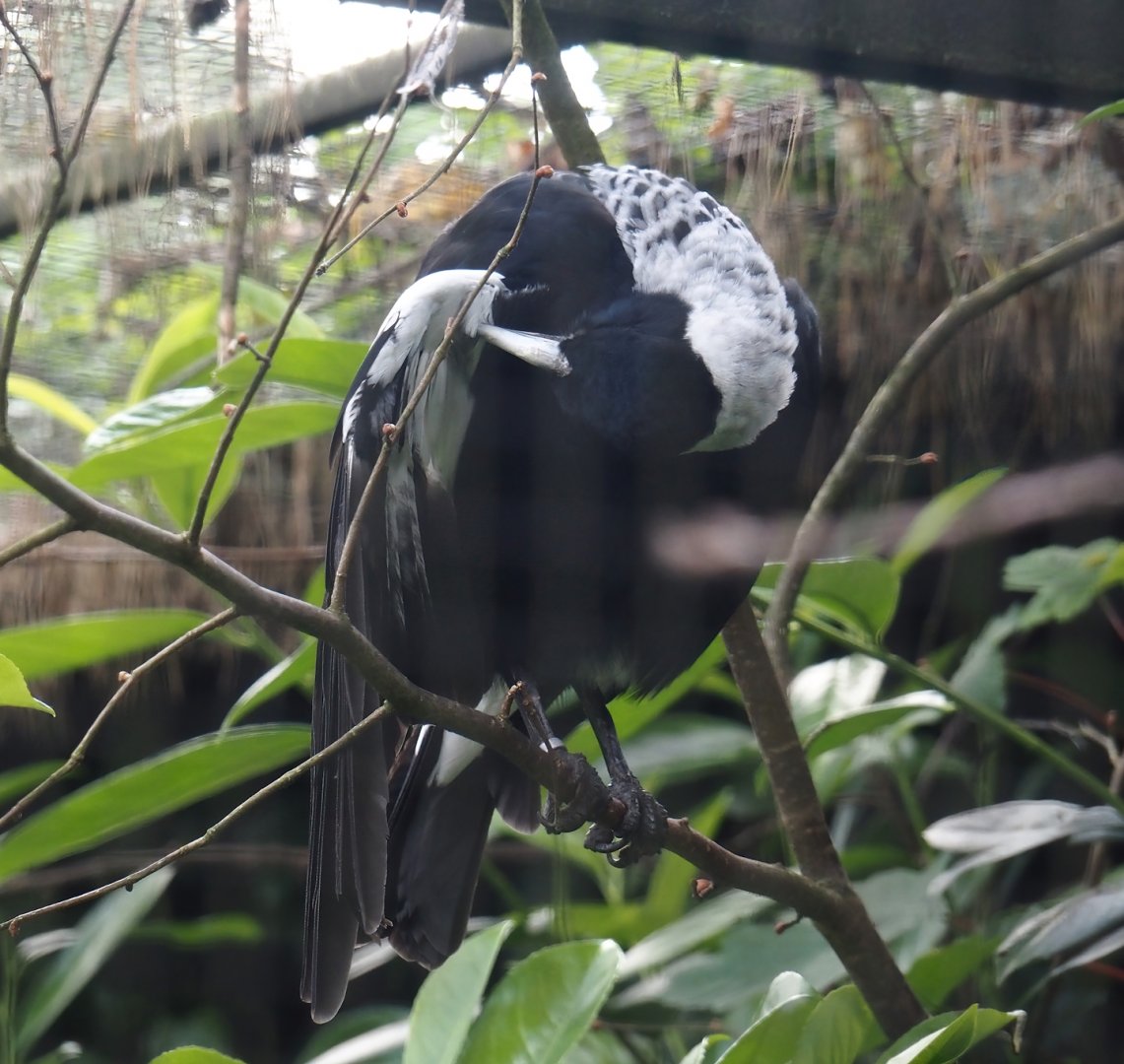 White-backed Australian magpie (Gymnorhina tibicen hypoleuca), 2024-05-23