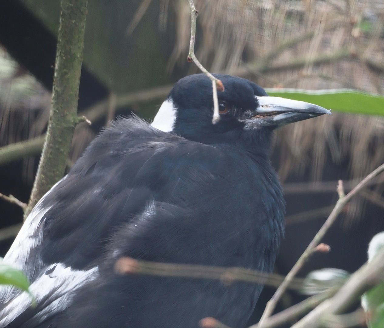 White-backed Australian magpie (Gymnorhina tibicen hypoleuca), 2024-05-23