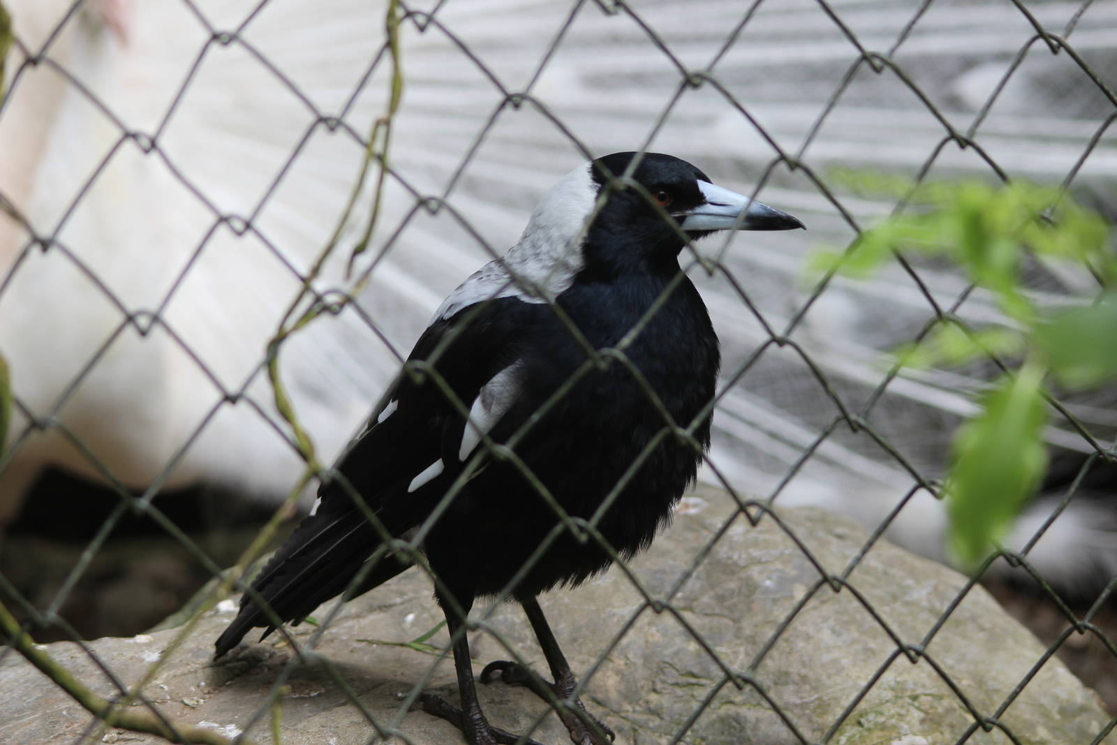 White-backed Australian Magpie