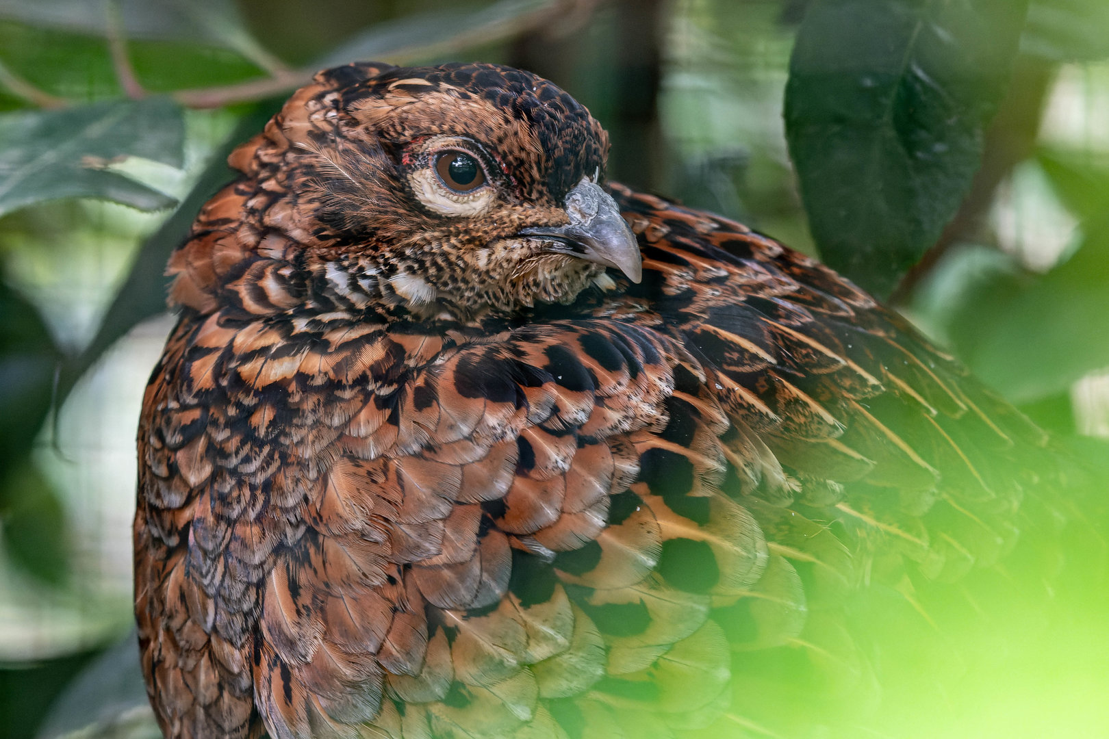 White-backed Copper pheasant (Syrmaticus soemmerringii ijimae)