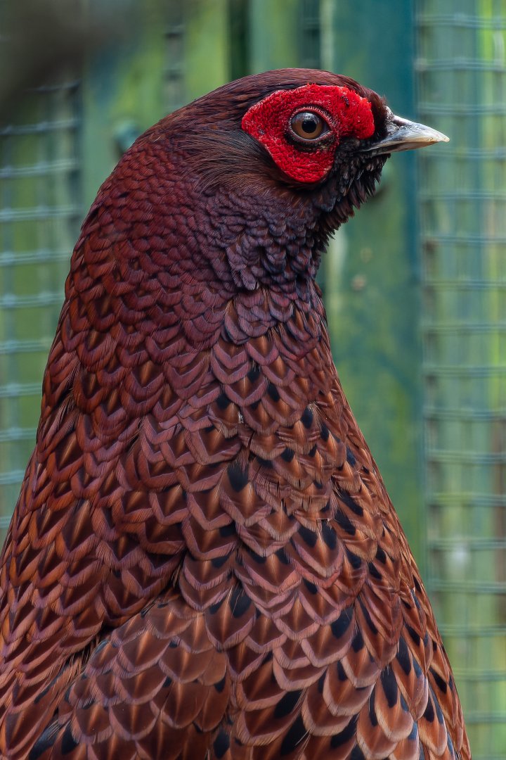 White-backed Copper pheasant (Syrmaticus soemmerringii ijimae)
