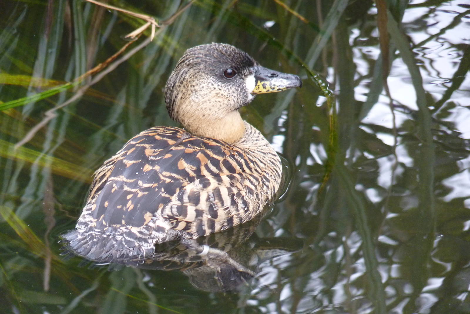 White-Backed Duck, April 2013