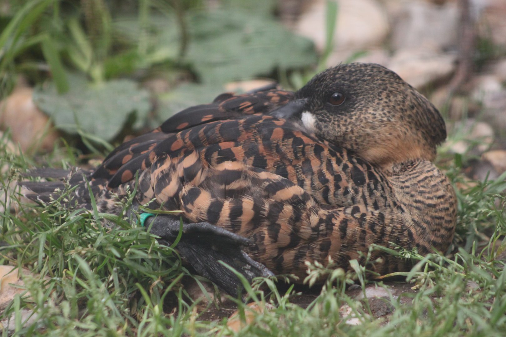 White-backed duck (Thalassornis leuconotus)