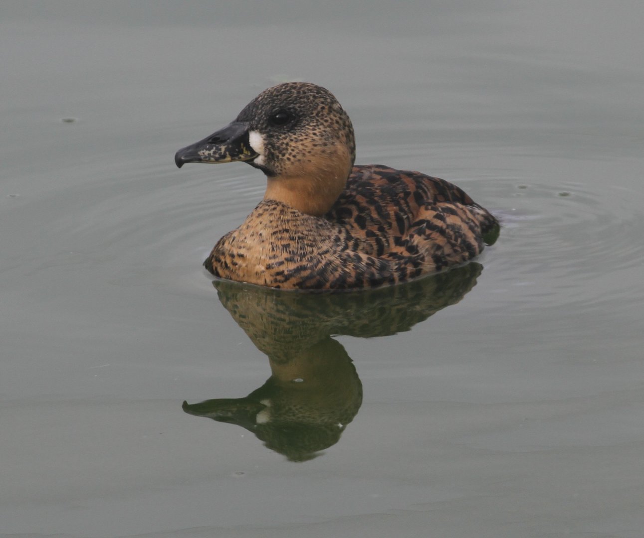 White-backed Duck (Thalassornis leuconotus)