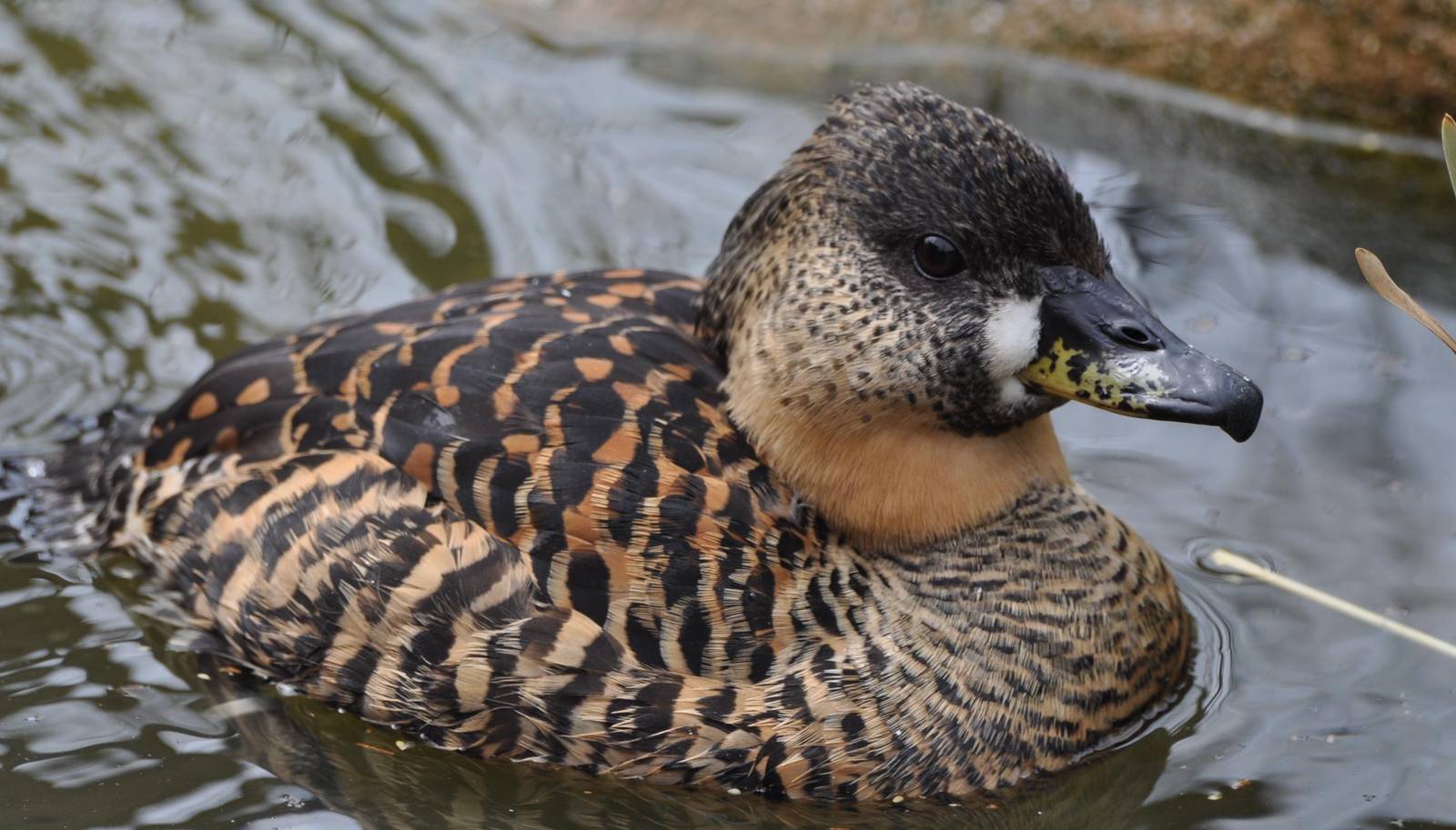 White Backed Duck - Thalassornis leuconotus