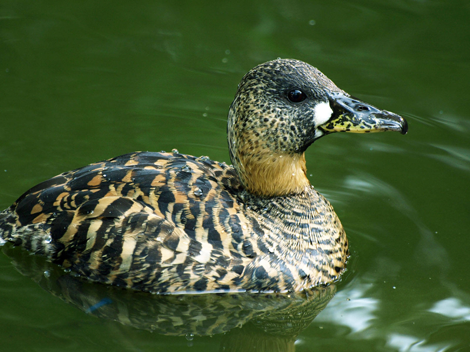 White-backed duck