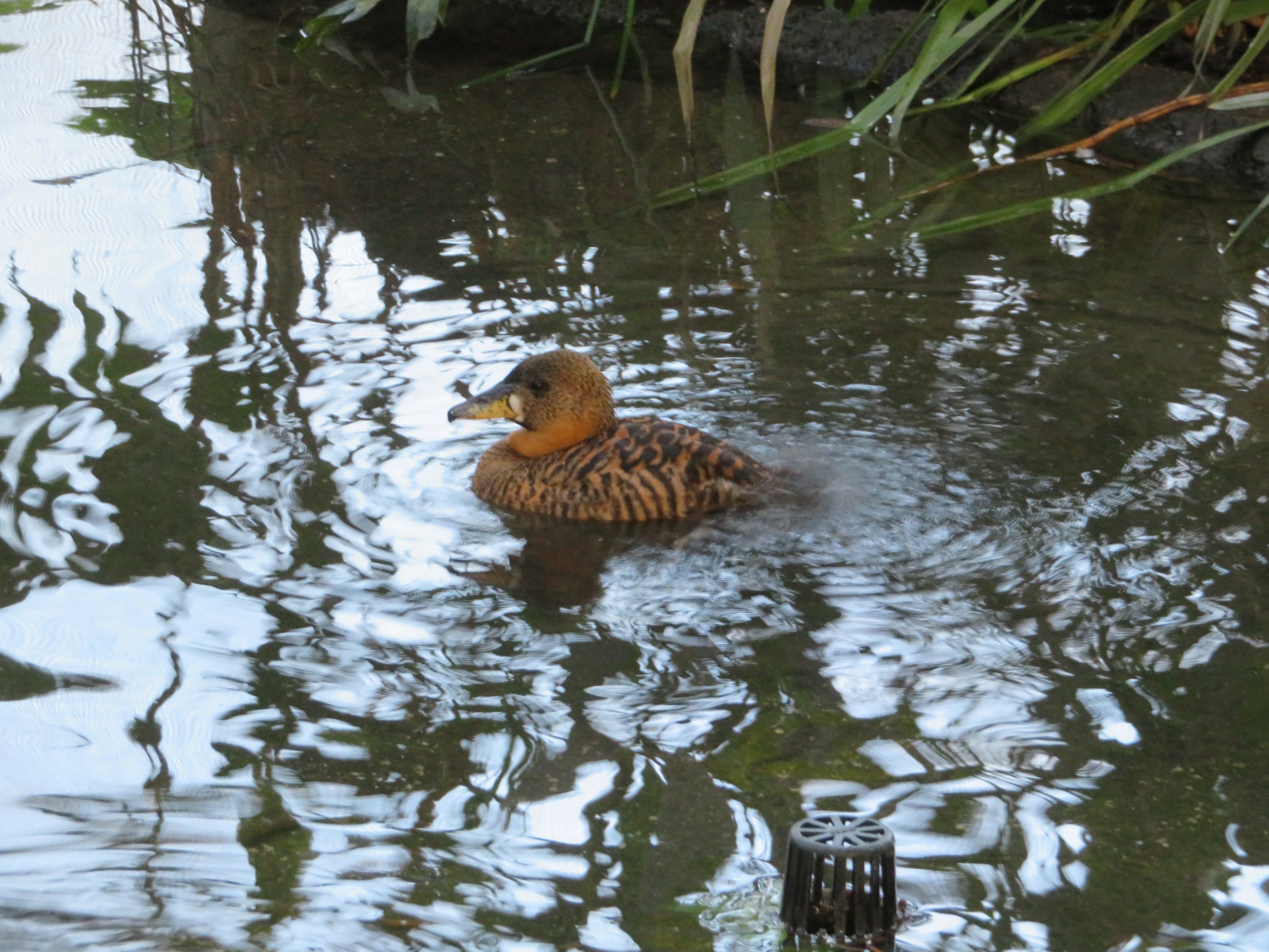 White-backed Duck