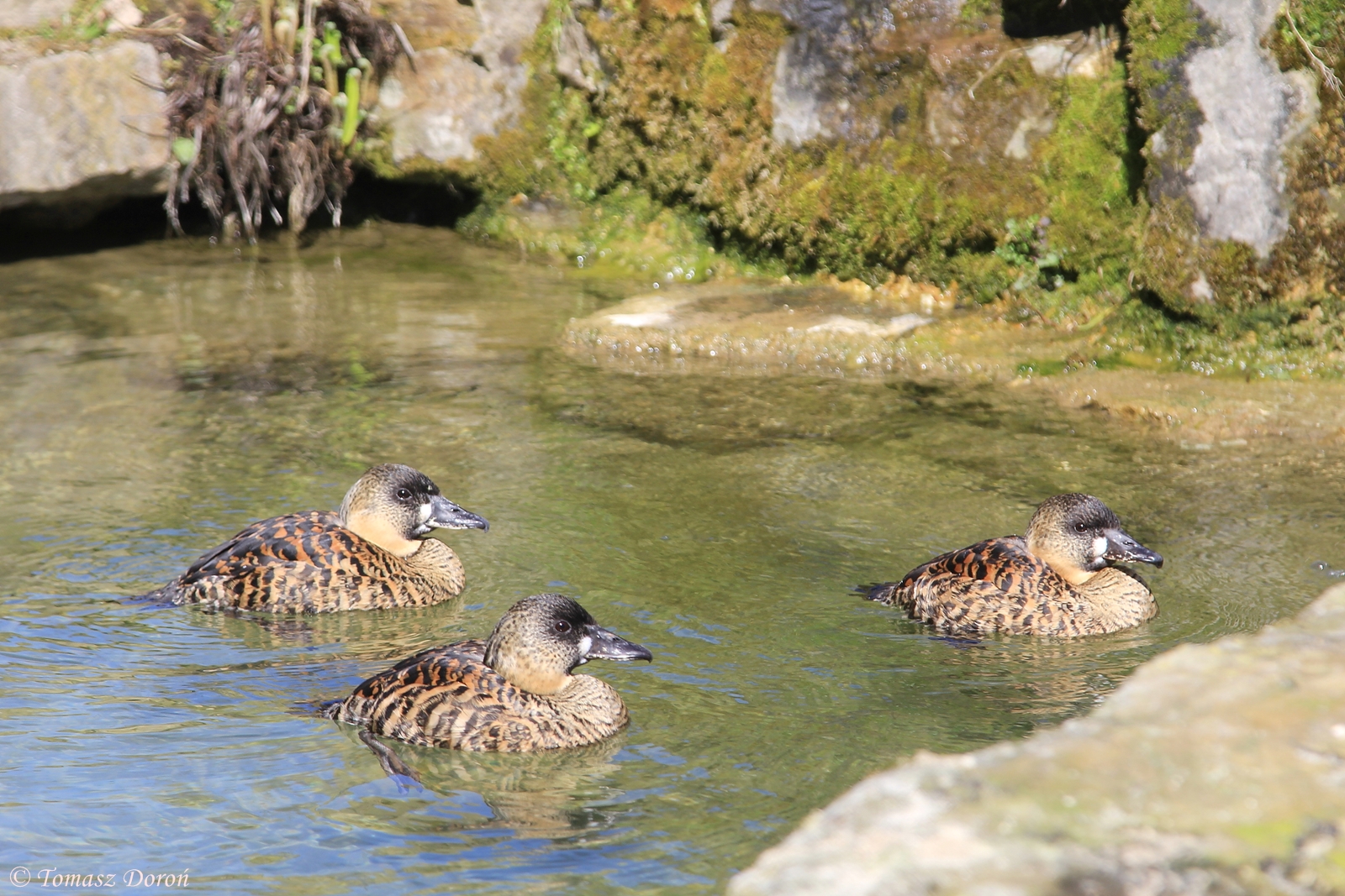 White-backed Ducks (Thalassornis leuconotus), April 2015