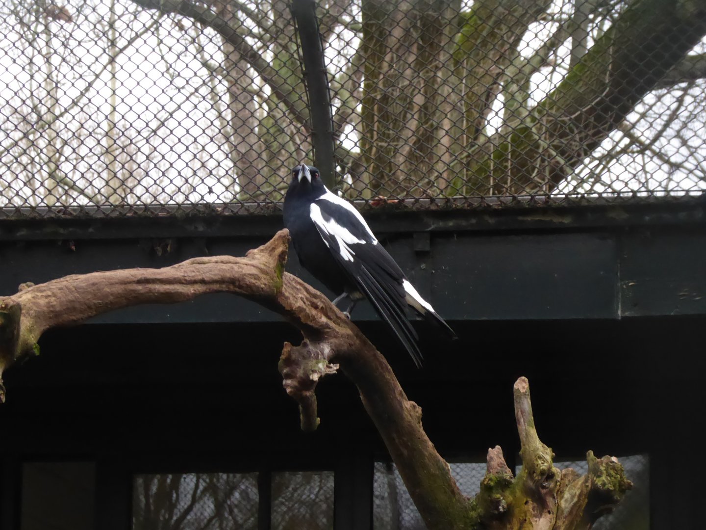 White-backed magpie 290118
