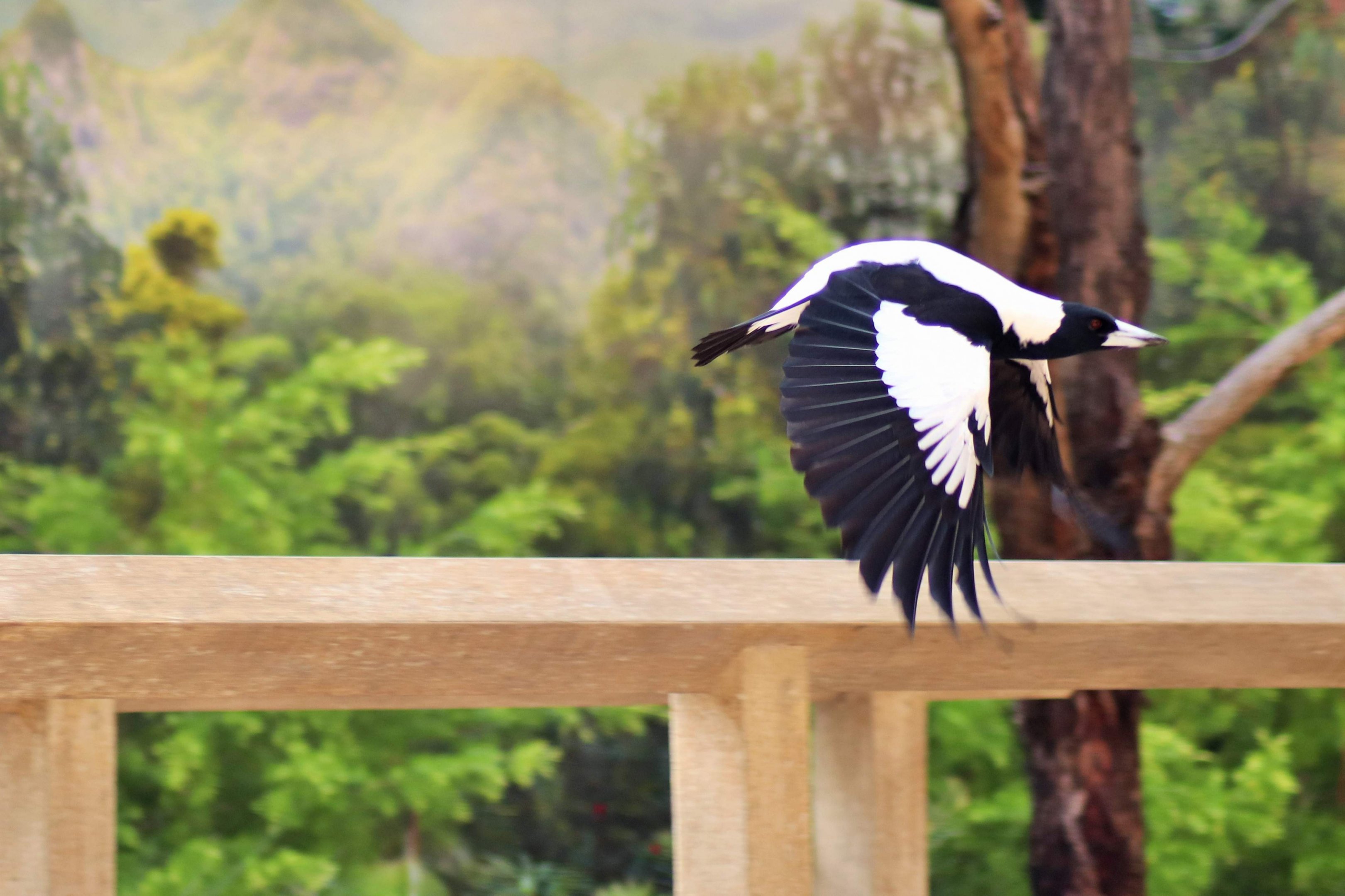 White-backed Magpie (Cracticus tibicen hypoleuca)