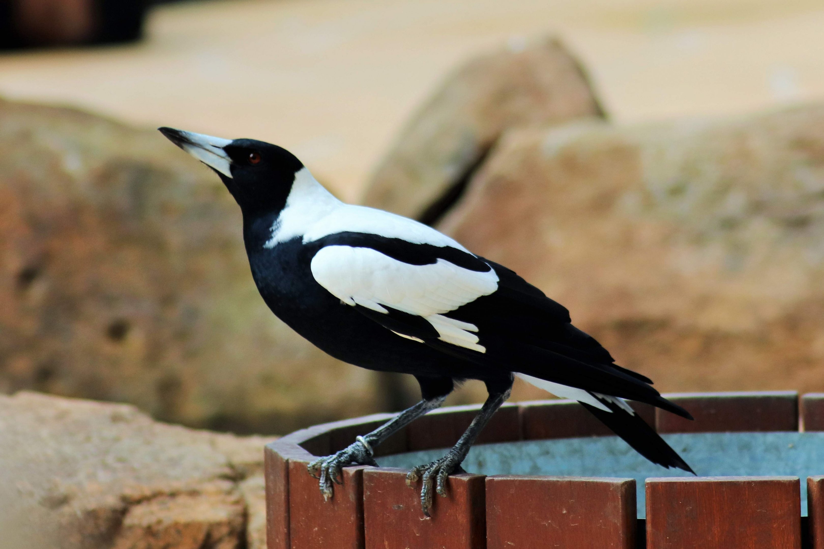 White-backed Magpie (Cracticus tibicen hypoleuca)