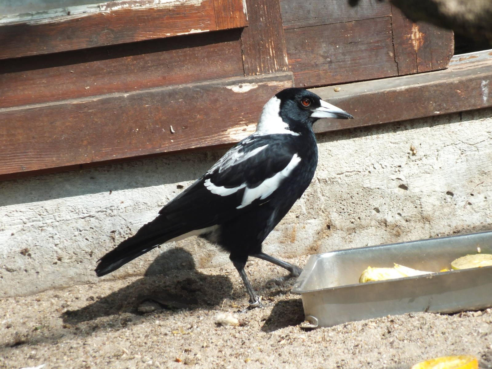 White-backed Magpie (Gymnorhina tibicen hypoleuca) at Zoo Berlin - 6th Apri