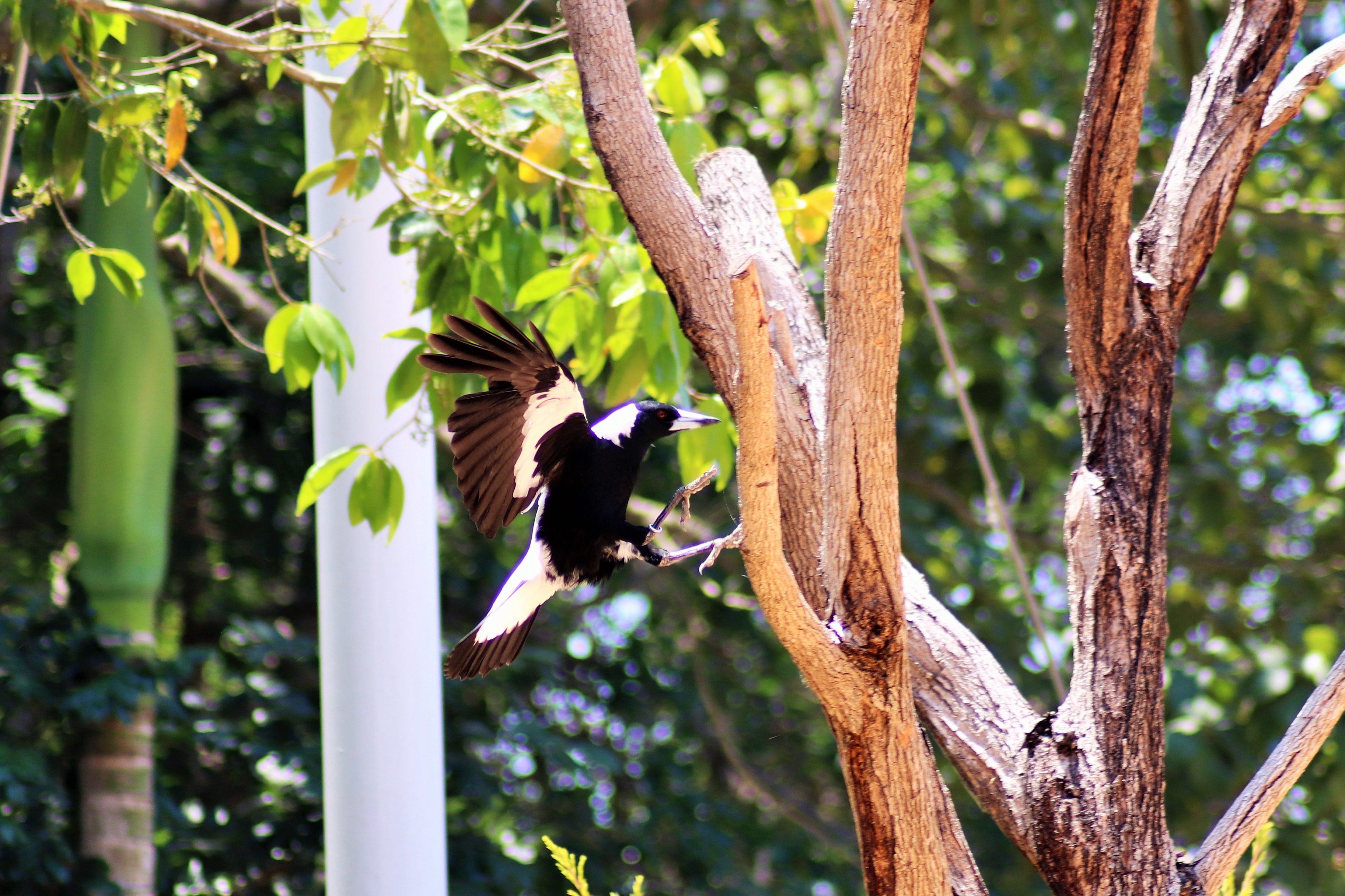 White-backed Magpie (Gymnorhina tibicen hypoleuca)