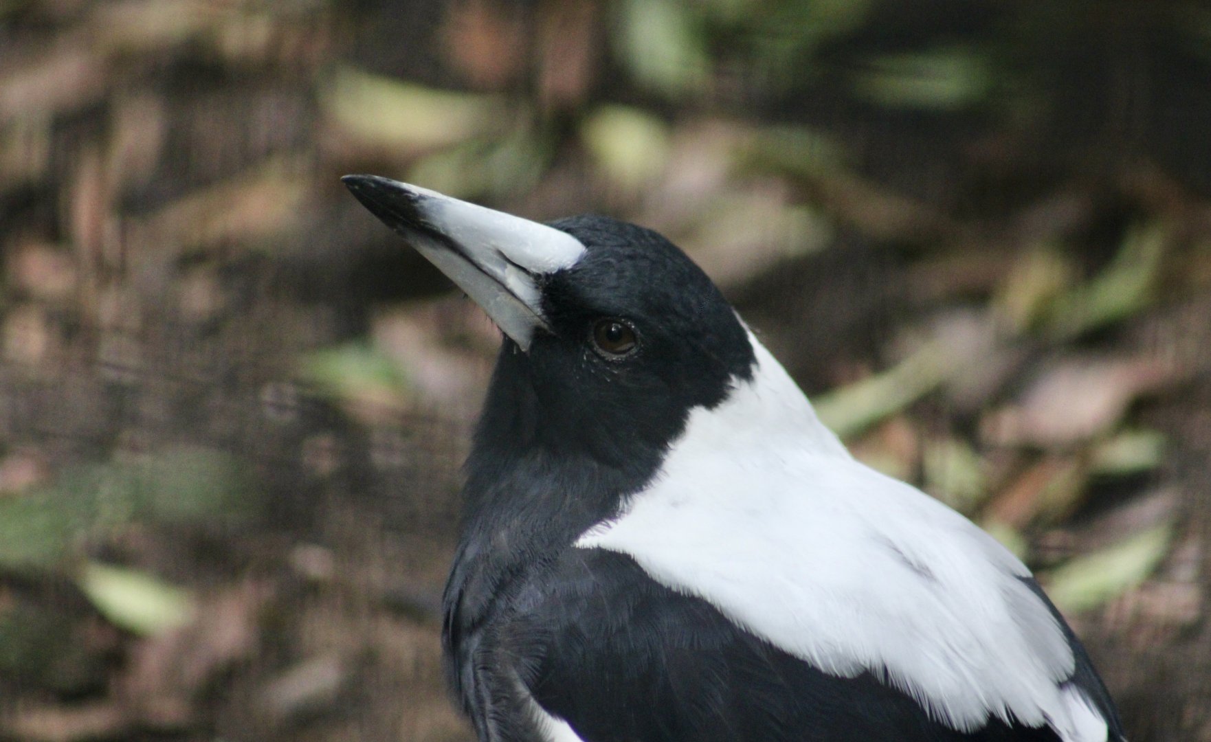 White-Backed Magpie (Gymnorhina tibicen hypoleuca)