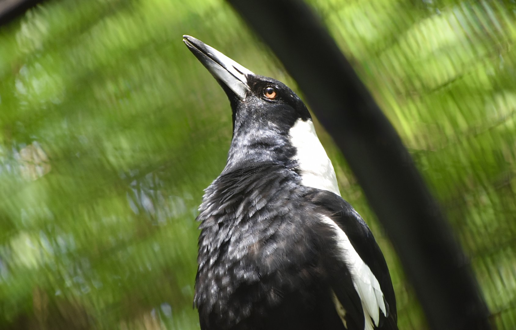 White-Backed Magpie (Gymnorhina tibicen hypoleuca)