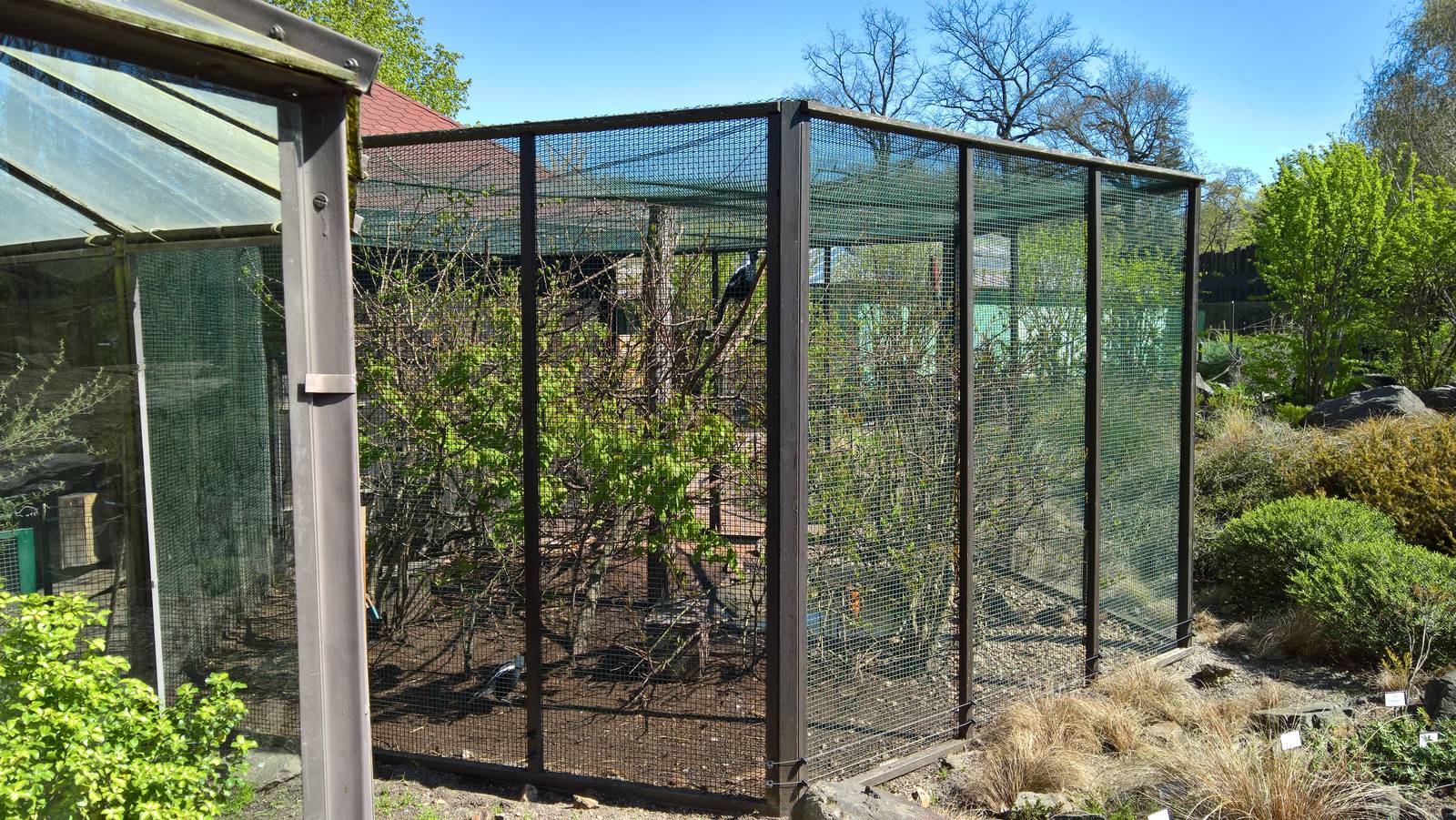 White-backed magpie/Kookaburra Aviary