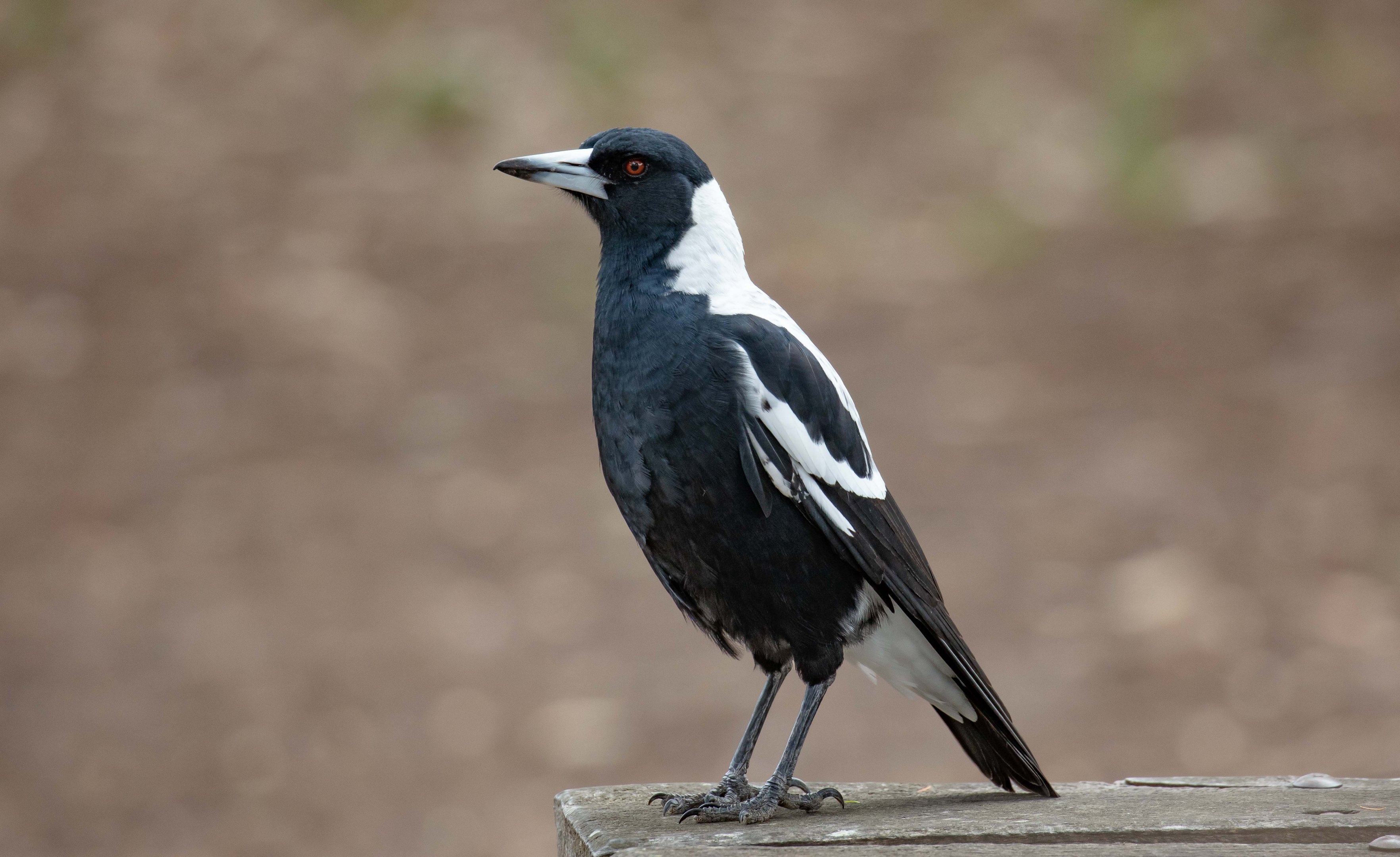 White-backed Magpie (wild bird)