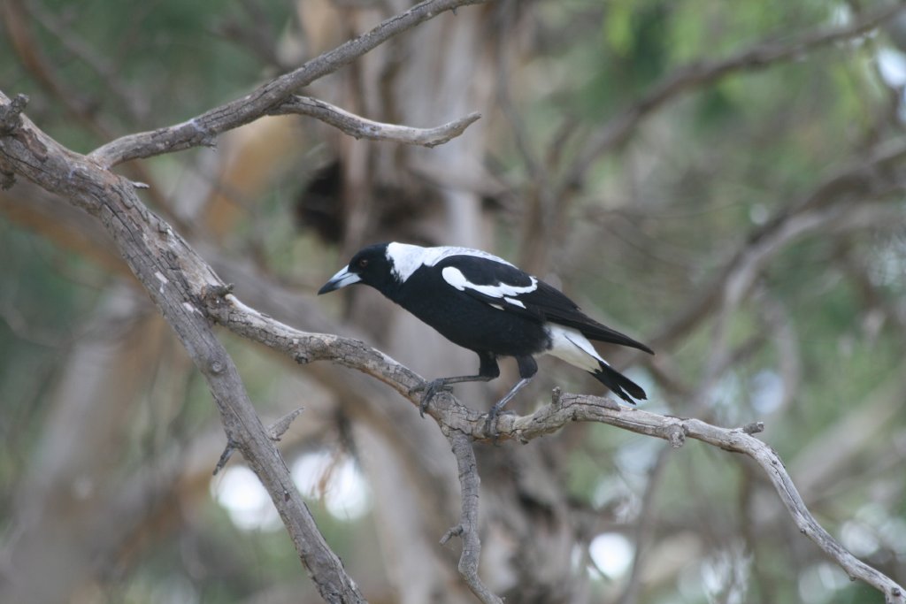 White-backed Magpie - wild