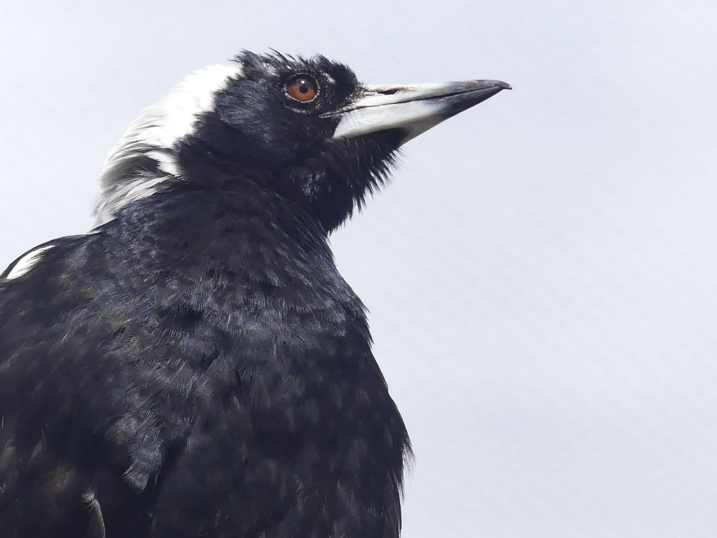 White Backed Magpie - Zoo København - 26.05.25