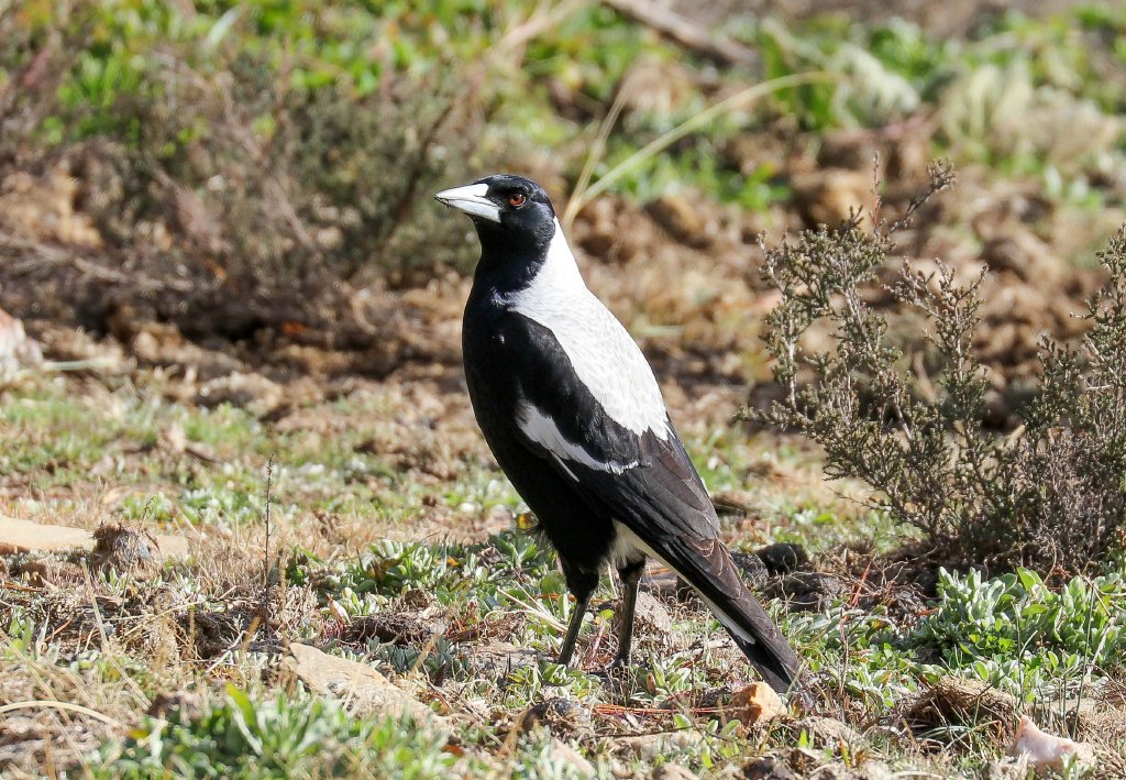 White-backed Magpie