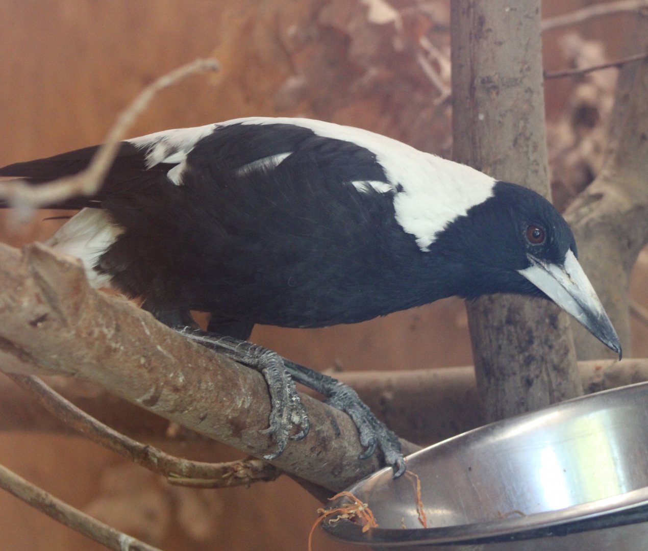 White-backed magpie