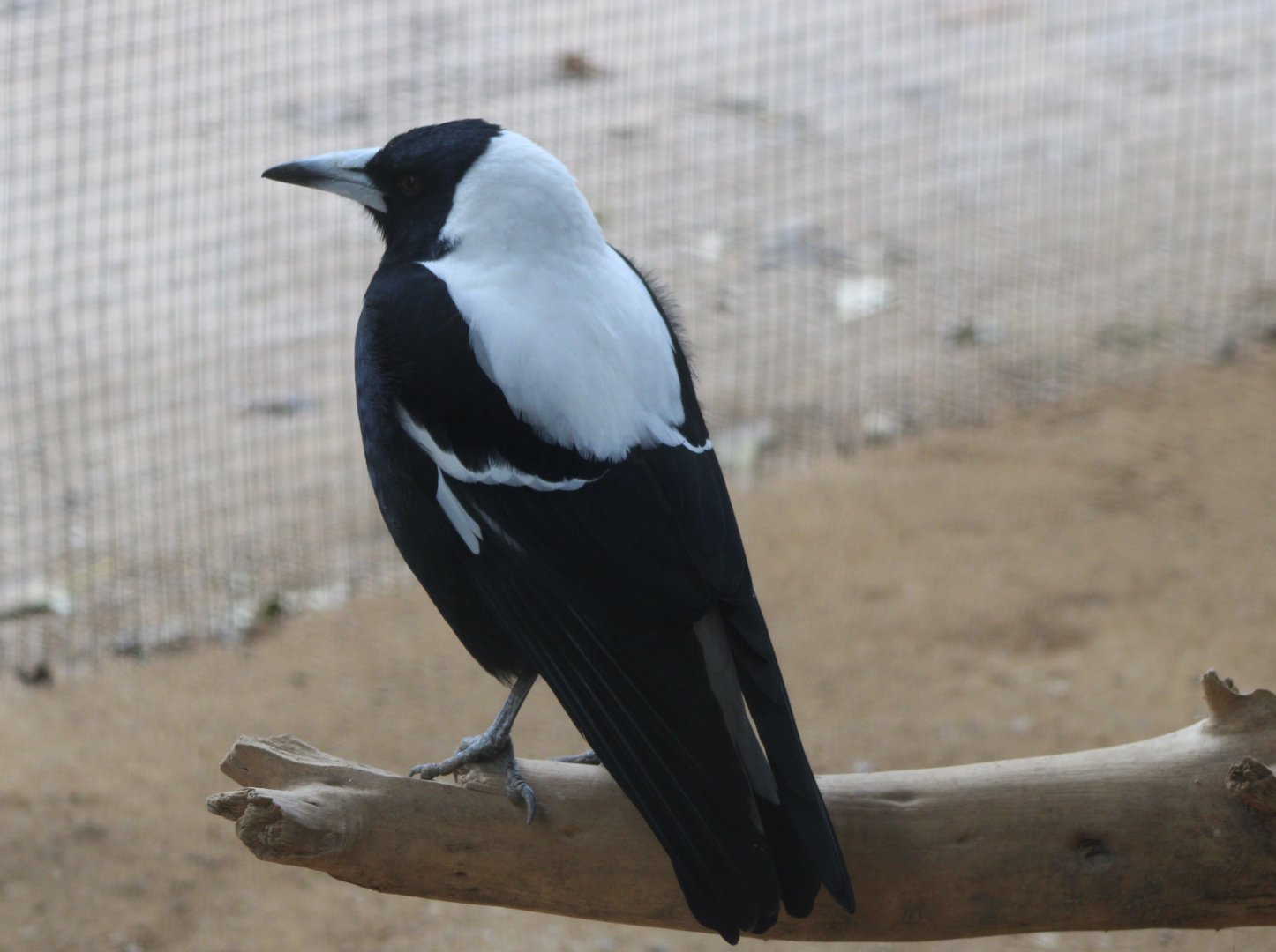 White-backed magpie