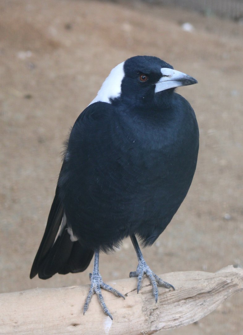 White-backed magpie