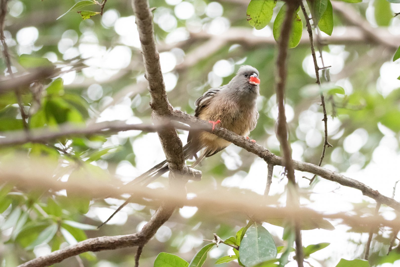 White-Backed Mousebird (Colius colius)