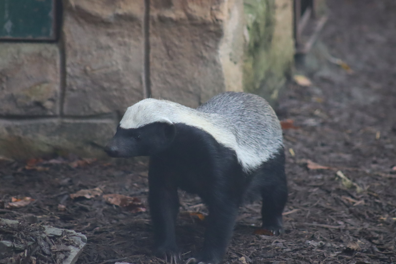 White-backed Ratel (Mellivora capensis leuconota)