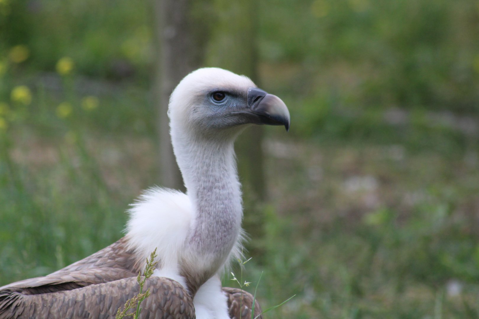 White backed vulture 28/06/19