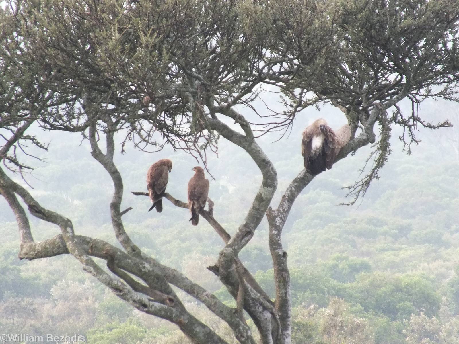 White-backed Vulture and Tawny Eagles - Maasai Mara