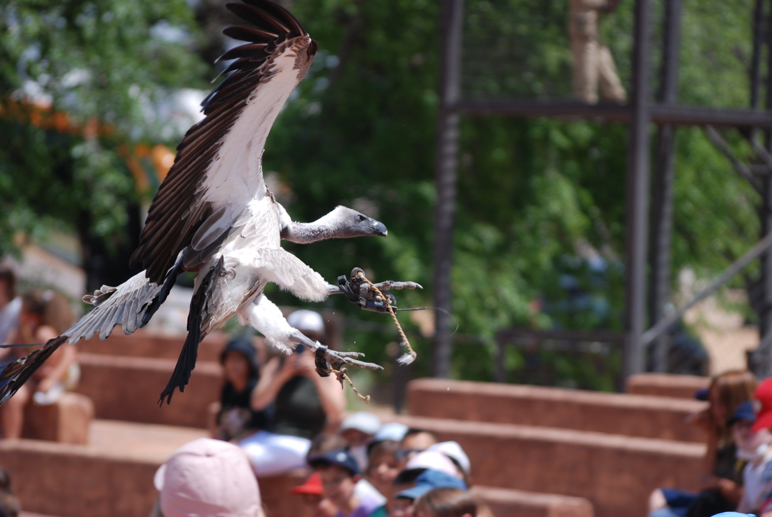 White-backed Vulture at Safari Madrid, 19th May 2022