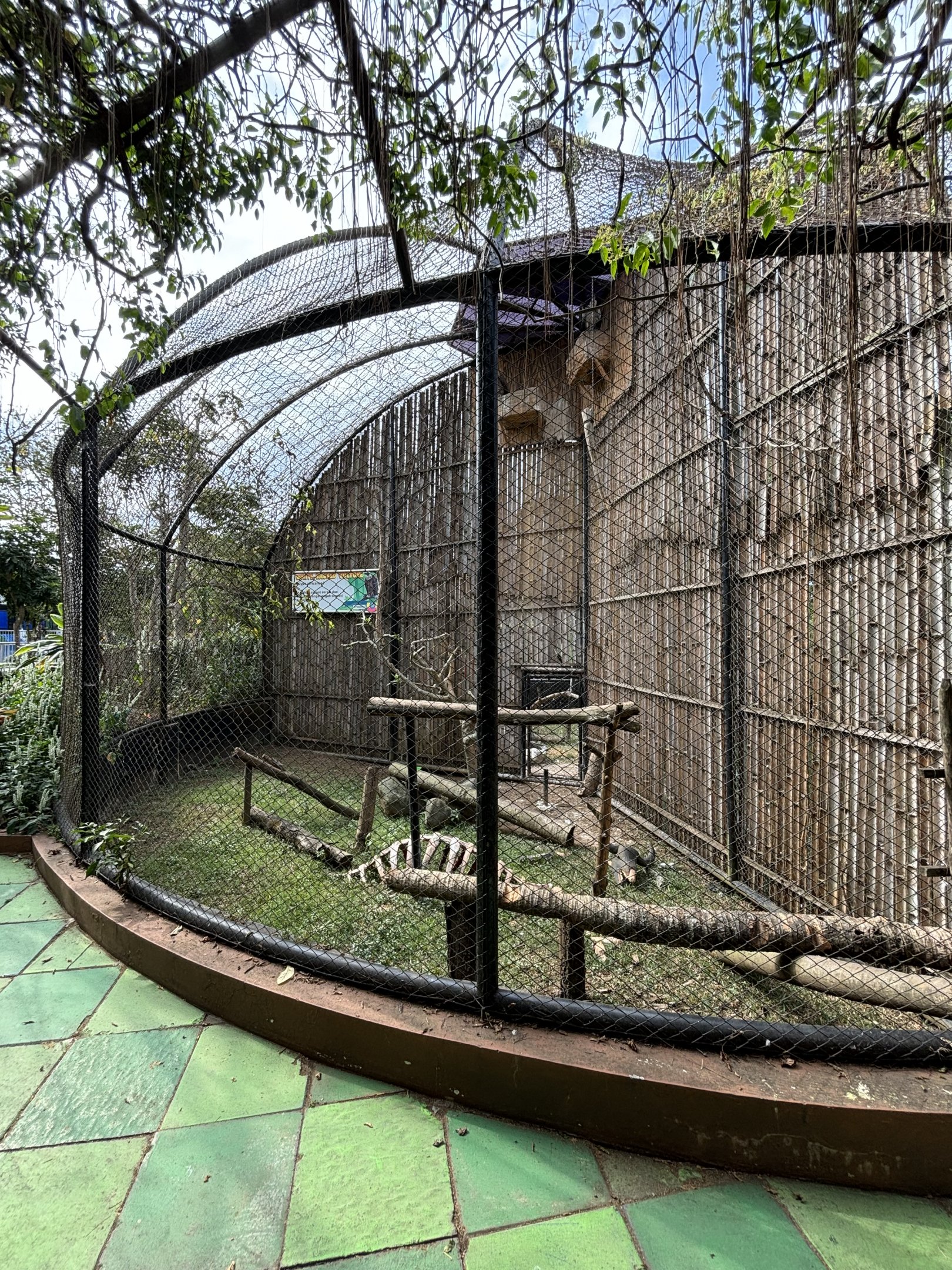 White-backed Vulture Aviary #2