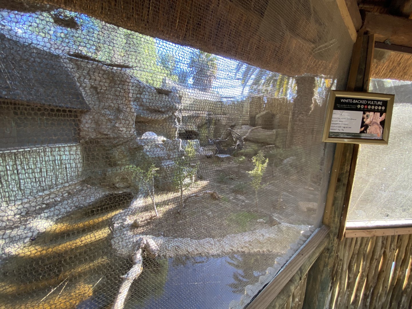 White-backed vulture aviary