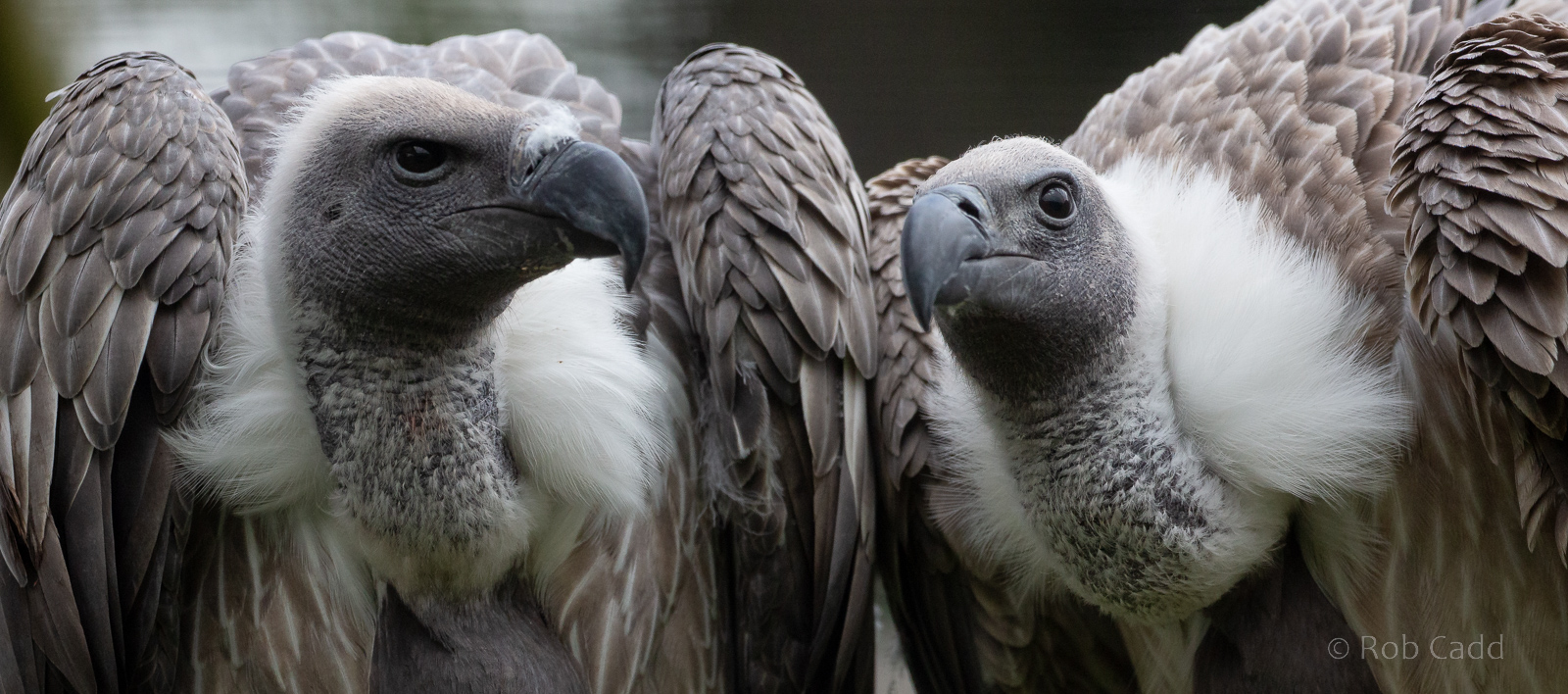 White-backed vulture : Cotswold Falconry Centre : 03 Sep 2021