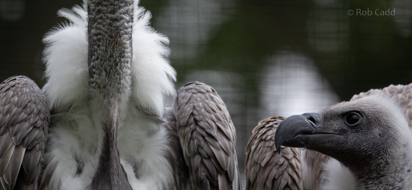 White-backed vulture : Cotswold Falconry Centre : 03 Sep 2021
