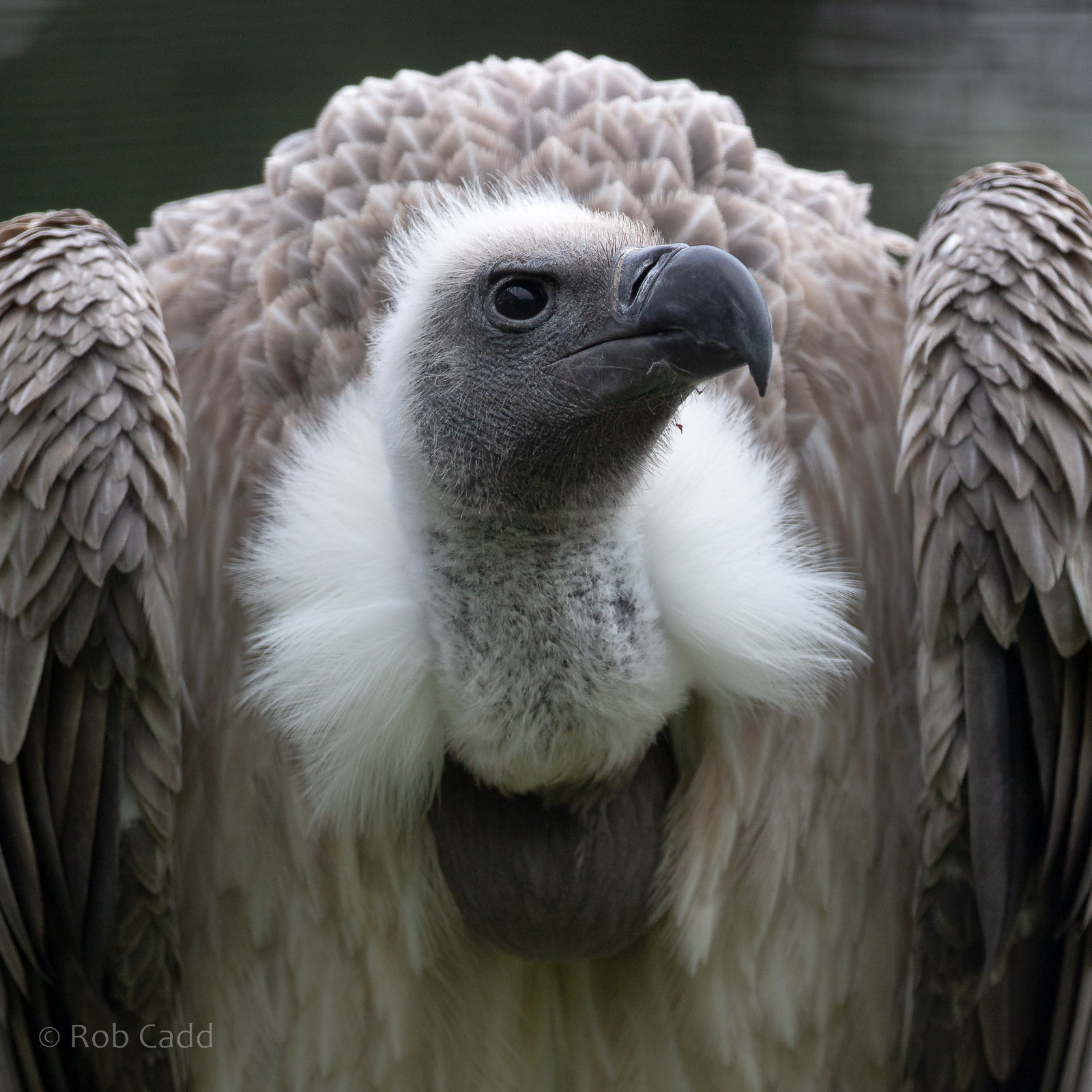 White-backed vulture : Cotswold Falconry Centre : 03 Sep 2021