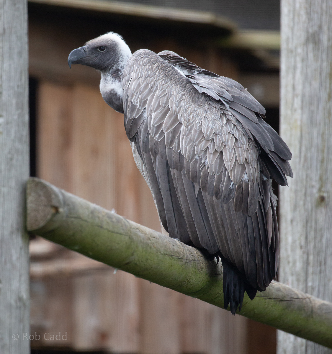 White-backed vulture : Cotswold Falconry Centre : 04 Sep 2020