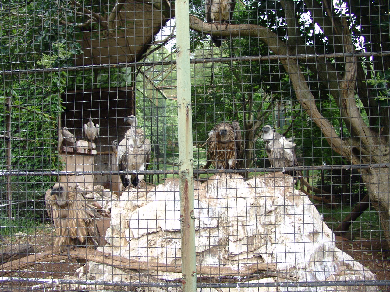White-backed Vulture (Gyps africanus) and Cape Vulture (Gyps coprotheres)