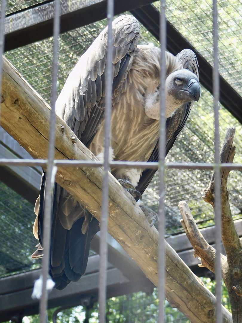 White-backed Vulture (Gyps africanus) June 29, 2025