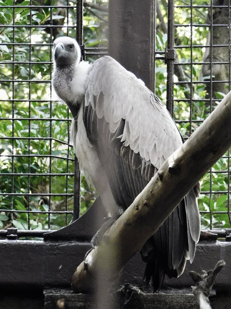 White-Backed Vulture (Gyps africanus) October 18, 2025