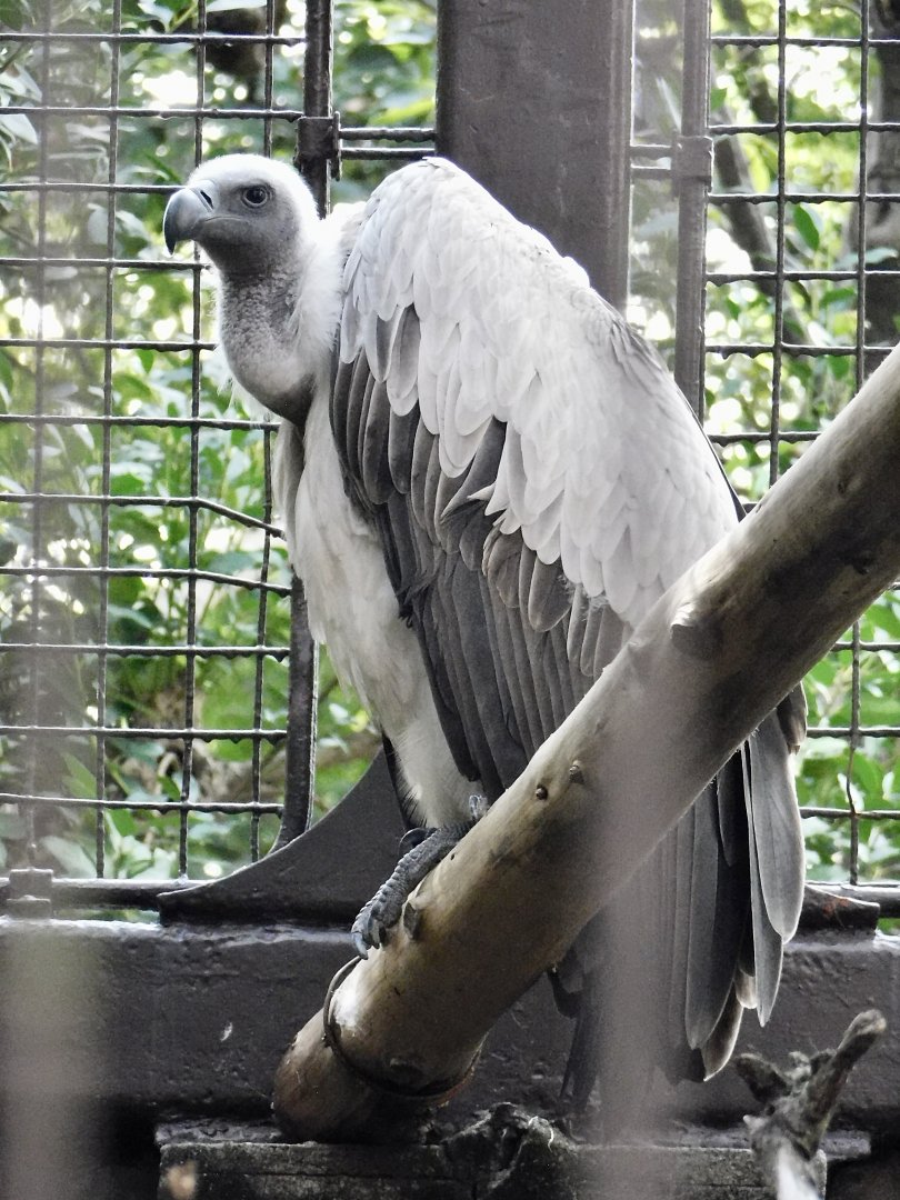 White-Backed Vulture (Gyps africanus) October 18, 2025