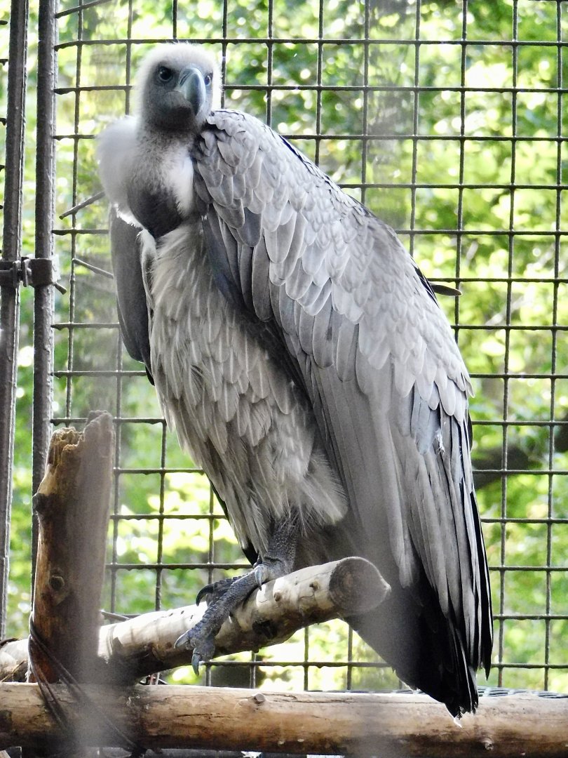 White-Backed Vulture (Gyps africanus) October 18, 2025