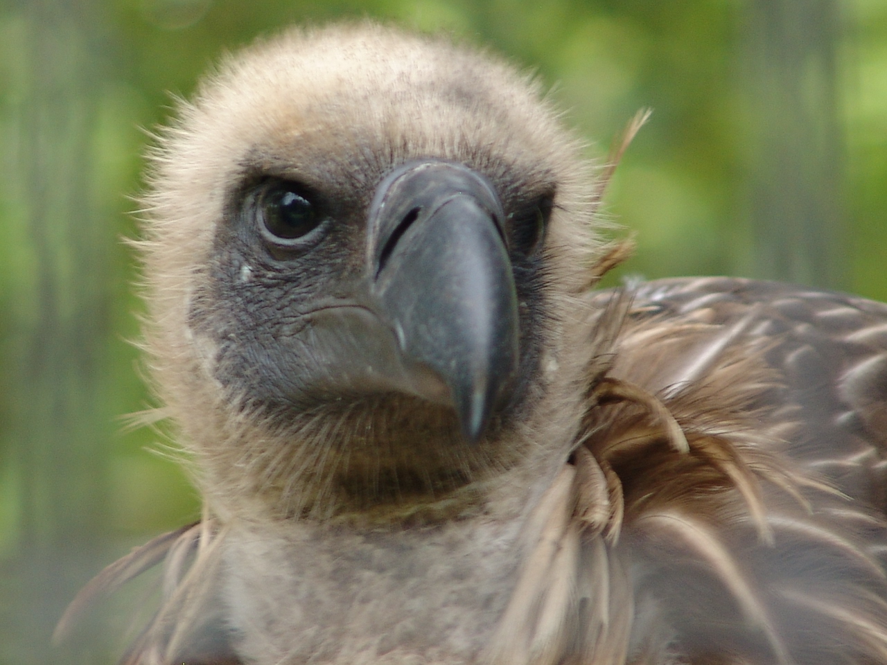 White-backed Vulture (Gyps africanus)