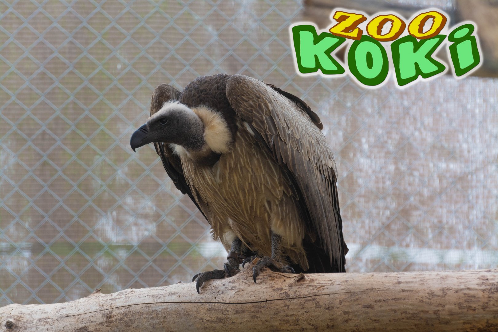 White-backed Vulture (Gyps africanus)