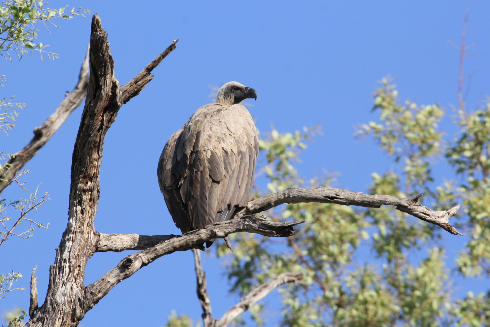 White-backed Vulture (Gyps africanus)